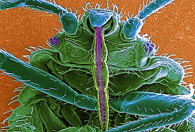 《原神》3.8版本「清夏！乐园？大秘境！」将于7月5日上线